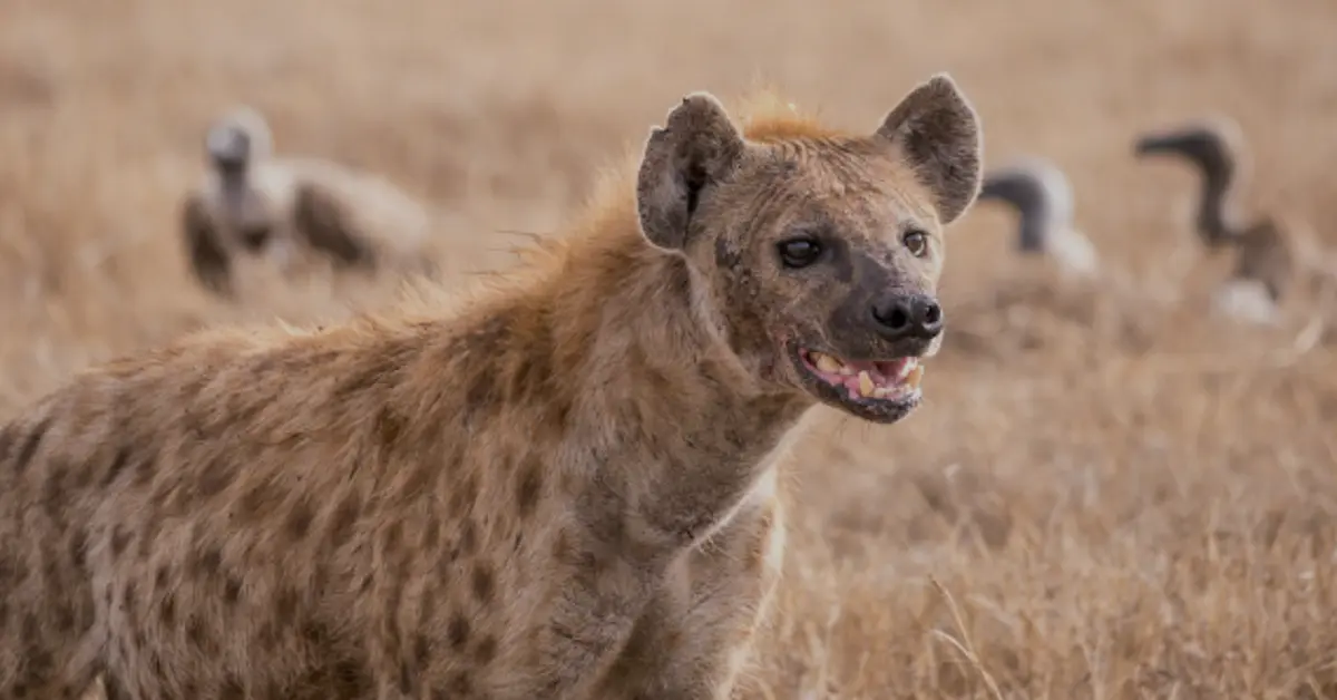 laughing:s_rqcwdiong= hyena